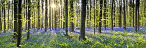 Shadow Gallery: Bluebell Flowers (Hyacinthoides non-scripta) Carpet Hardwood Beech Forest, Hallerbos Forest