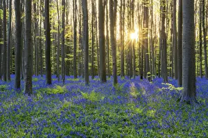 Forest Prints: Bluebell Flowers (Hyacinthoides non-scripta) Carpet Hardwood Beech Forest