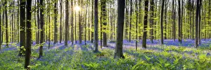 Bluebell Flowers (Hyacinthoides non-scripta) Carpet Hardwood Beech Forest, Hallerbos Forest