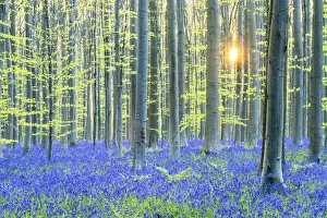 Forest Prints: Bluebell Flowers (Hyacinthoides non-scripta) Carpet Hardwood Beech Forest