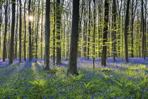 Forest Prints: Bluebell Flowers (Hyacinthoides non-scripta) Carpet Hardwood Beech Forest