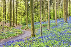 Vlaanderen Prints: Bluebell Flowers (Hyacinthoides non-scripta) Carpet Hardwood Beech Forest, Hallerbos