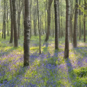 Bluebell (Hyacinthoides non-scriptus) woodland near Blandford Forum, Dorset, England, UK