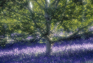 Silver Birch Prints: Bluebell and Silver Birch