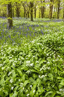 Devonshire Prints: Bluebell & Wild Garlic Wood, Cornwall, England