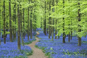 Bluebell Woodland, Bluebells growing in forest beside beech trees, Hertfordshire, England