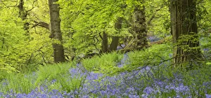 Avon Prints: Bluebell woodland in Priors Wood, Portbury, Avon, England. Spring (May)