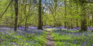 Forests Gallery: Bluebell woods, Surrey, England, UK