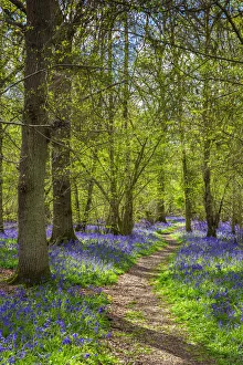 Bluebell woods, Surrey, England, UK