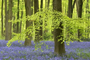 Wiltshire Prints: Bluebells and beech trees in West Woods, Wiltshire, England. Spring (May)