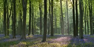 Forests Collection: Bluebells and beech trees, West Woods, Marlborough, Wiltshire, England. Spring (May)