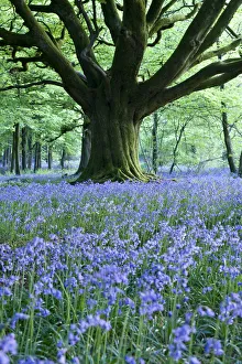Bluebells, Bulbarrow Woods, Dorset, England
