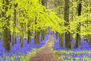 Walk Prints: Bluebells at Dockey Wood, Ashridge Estate, Hertfordshire, UK