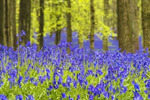 Bluebells at Dockey Wood, Ashridge Estate, Hertfordshire, UK