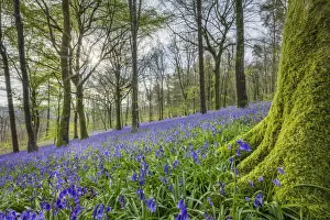 Moss Prints: Bluebells (Endymion non-scriptus) in bloom in Delcombe Wood, Dorset, England, UK