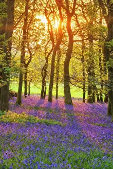 Wildflower Prints: Bluebells (Endymion non-scriptus) in bloom in Oak (Quercus robur) woodland near Blandford Forum