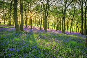 Wildflower Prints: Bluebells (Endymion non-scriptus) in bloom in Oak (Quercus robur) woodland near Blandford Forum