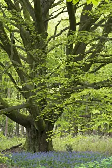 Wiltshire Prints: Bluebells growing beneath an ancient pollarded Beech tree in Savernake Forest, Marlborough