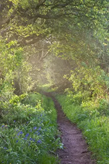 Bluebells growing along a countryside footpath on a misty morning, Pennorth, Brecon Beacons National Park, Powys, Wales