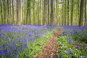Vlaanderen Prints: Bluebells into the Halle Forest, Halle, Flandres, Belgium