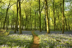 Oxfordshire Prints: Bluebells, Henley, Oxfordshire England, UK