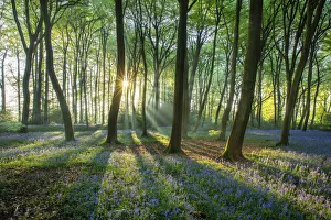 Bluebells, Henley, Oxfordshire England, UK