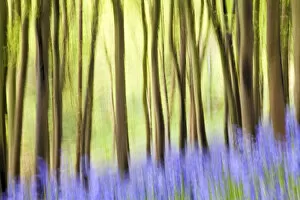 Images Dated 23rd May 2013: Bluebells (Hyacinthoides non-scripta) in woods, Somerset, England, UK