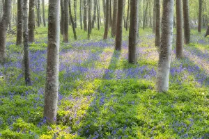 Bluebells (Hyacinthoides non-scriptus) in broadleaved woodland near Blandford Forum