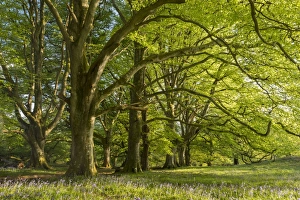 Bluebells Prints: Bluebells and spring green foliage in a beech woodland, Dartmoor, Devon, England