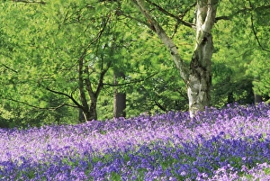 Bluebells in woods