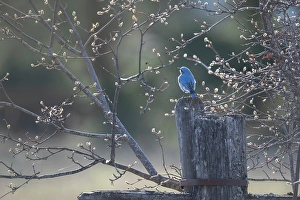 Salmon Arm Prints: Bluebird, Salmon Arm, British Columbia, Canada