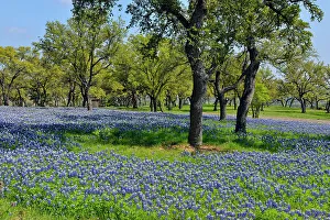 Oaks Prints: Bluebonnets and oaks on grounds of a rural residence