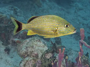 Bahamas Prints: Bluestriped Grunt (Haemulon sciurus), Grand Cayman, Cayman Islands, British West Indies