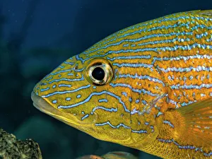 Bahamas Prints: Bluestriped Grunt (Haemulon sciurus), Grand Cayman, Cayman Islands, British West Indies