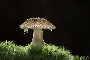 Fungus Prints: Blusher (Amanita rubescens), New Forest National Park, Hampshire, England, UK