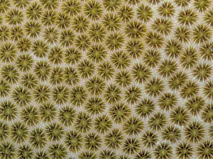 Blushing Star Coral (Stephanocoenia mechelinii) with polyps retracted, Grand Cayman, Cayman Islands, British West Indies