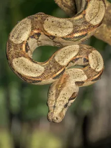 Snake Prints: Boa Constrictor (Boa constrictor), Boca Tapada, Alajuela Province, Costa Rica