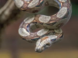 Snake Prints: Boa Constrictor (Boa constrictor), Boca Tapada, Alajuela Province, Costa Rica