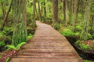 Board Walk Prints: Boardwalk at Atlantic White Cedar Swamp on Caple Cod, South Wellflefet, Massachusetts, USA