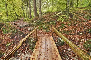 Boardwalk in beech forest - Slovenia, Gorenjska, Bohinjsko Jezero, Stara Fuzina