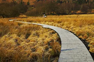 Borrowdale Prints: Boardwalk Through Meadow, Borrowdale, Lake District National Park, Cumbria, England