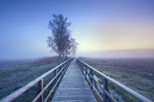 Upper Swabia Prints: Boardwalk through moor and birches - Germany, Baden-Wurttemberg, Tubingen, Biberach