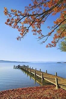 Upper Bavaria Prints: Boardwalk and oak in autumn - Germany