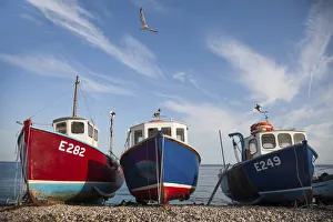 Seagull Prints: Boats on the beach. Beer, Devon. England. United Kingdom