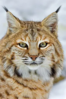 Cats Prints: Bobcat (Lynx rufus) - captive, Ontario, Canada