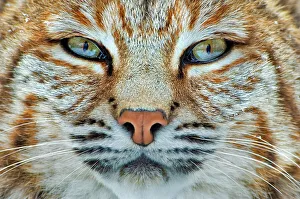 Cats Prints: Bobcat (Lynx rufus) - captive, Ontario, Canada
