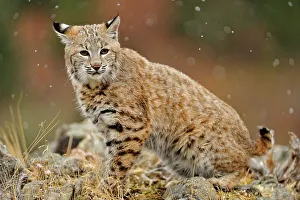 Foothills Prints: Bobcat (Lynx rufus) Captive raised, Bozeman, Montana, USA