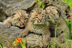 Environmental Prints: Bobcat (Lynx rufus) Captive raised