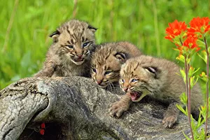 Animal Babies Prints: Bobcat (Lynx rufus) Captive raised