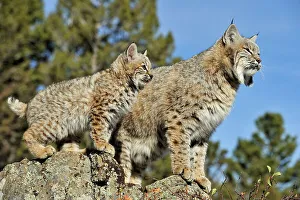 Crouching Prints: Bobcat (Lynx rufus) Captive raised, Bozeman, Montana, USA